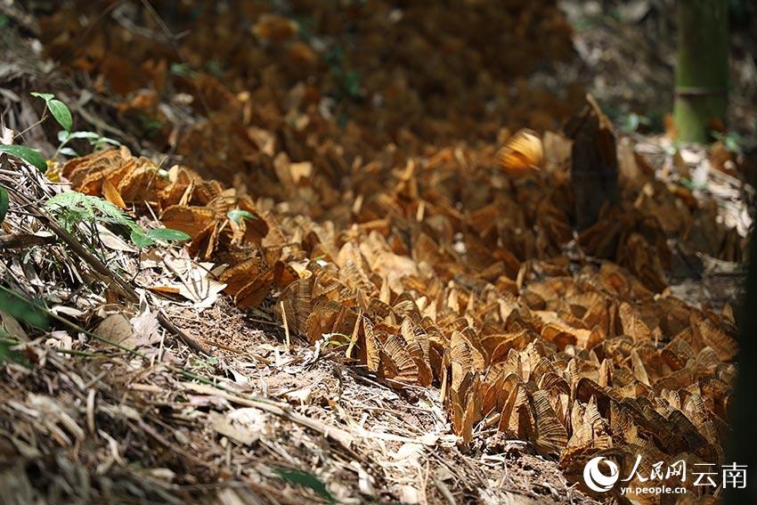 SW China’s Yunnan welcomes spectacular explosion of 100 million butterflies