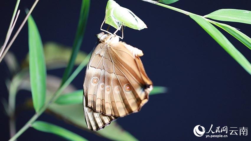 SW China’s Yunnan welcomes spectacular explosion of 100 million butterflies