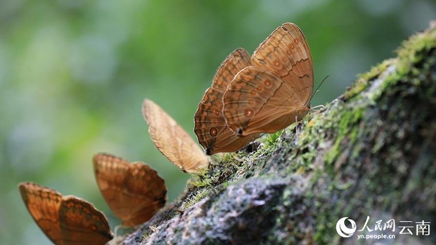 SW China’s Yunnan welcomes spectacular explosion of 100 million butterflies