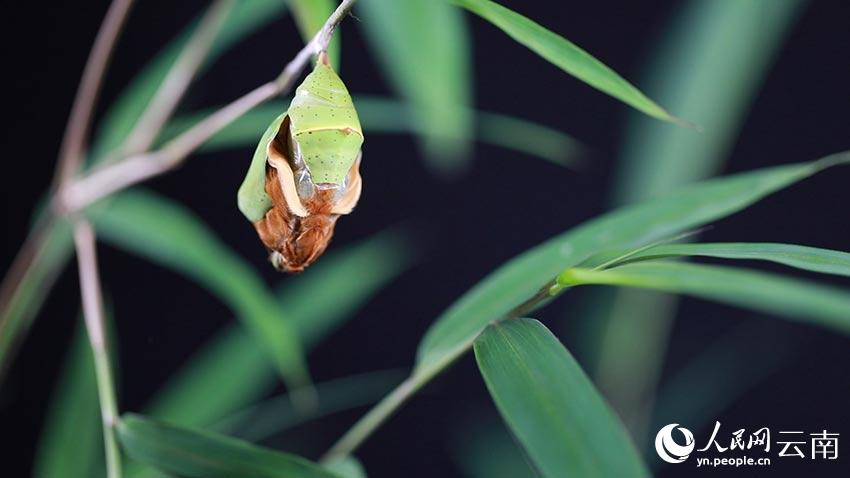 SW China’s Yunnan welcomes spectacular explosion of 100 million butterflies