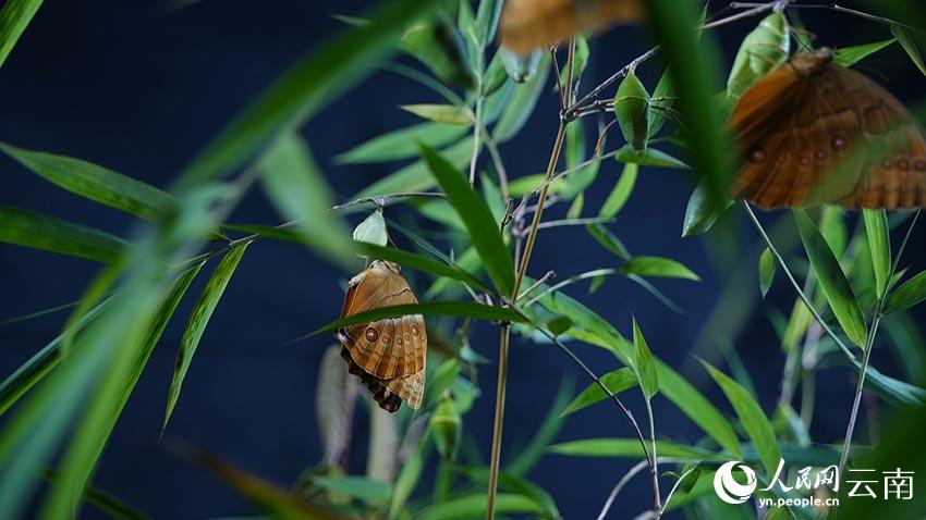 SW China’s Yunnan welcomes spectacular explosion of 100 million butterflies