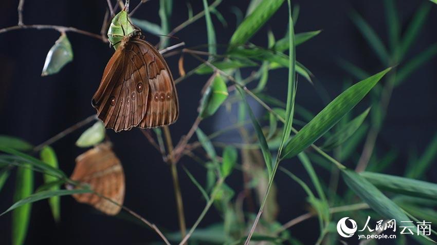 SW China’s Yunnan welcomes spectacular explosion of 100 million butterflies