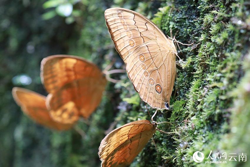 SW China’s Yunnan welcomes spectacular explosion of 100 million butterflies