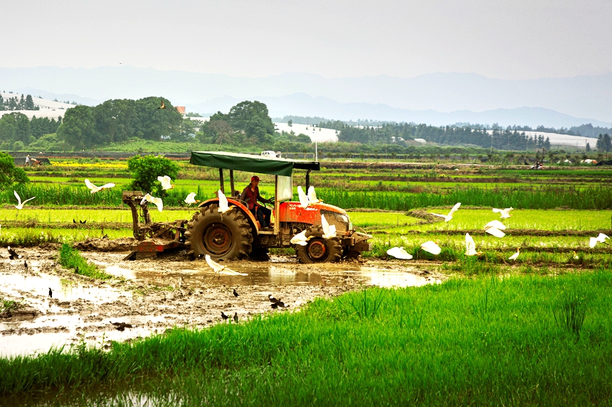 Flock of egrets seen forgaging in paddy fields in E China's Jiangxi 