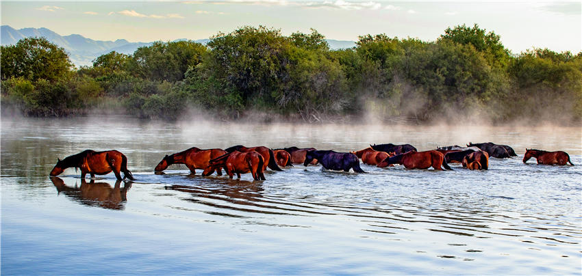 Spectacular views of horses frolicking in the river waters in NW China’s Xinjiang