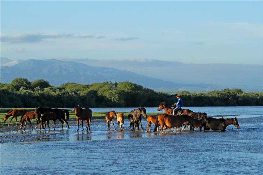 Spectacular views of horses frolicking in the river waters in NW China’s Xinjiang