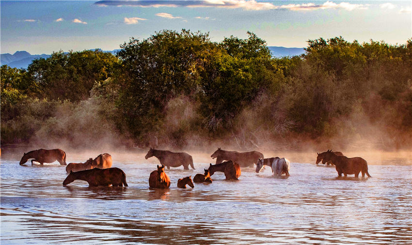 Spectacular views of horses frolicking in the river waters in NW China’s Xinjiang