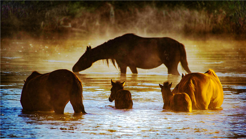 Spectacular views of horses frolicking in the river waters in NW China’s Xinjiang