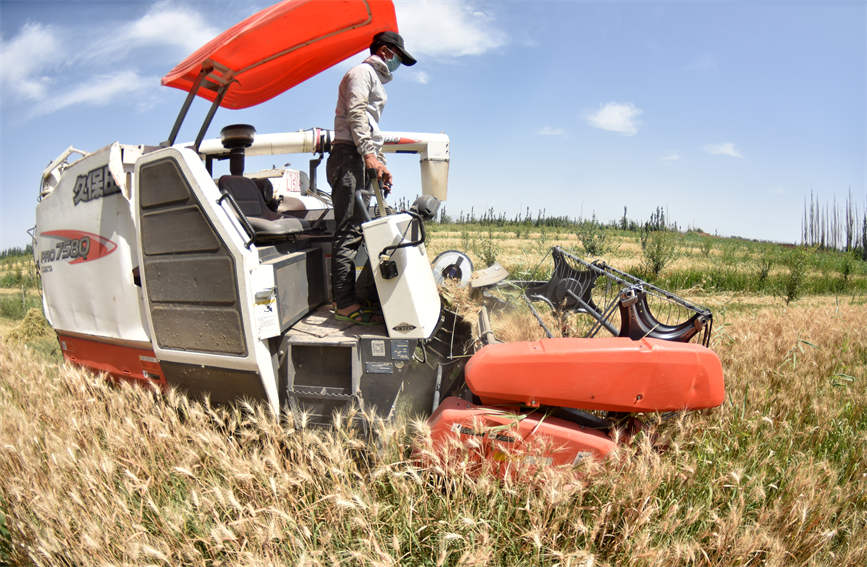 Xinjiang farmers busy reaping winter wheat with mechanized harvesters