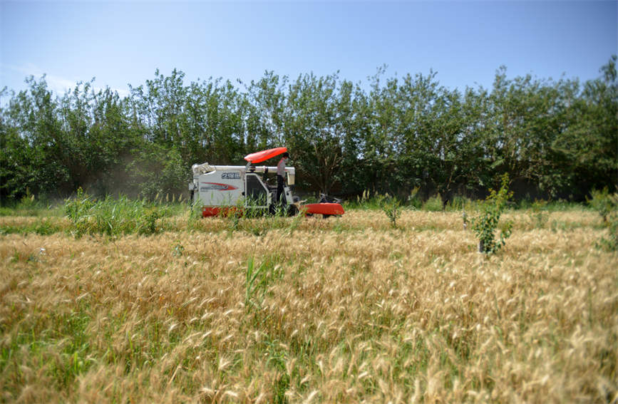 Xinjiang farmers busy reaping winter wheat with mechanized harvesters