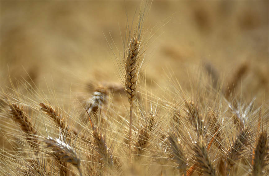 Xinjiang farmers busy reaping winter wheat with mechanized harvesters