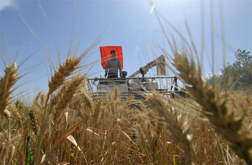 Xinjiang farmers busy reaping winter wheat with mechanized harvesters