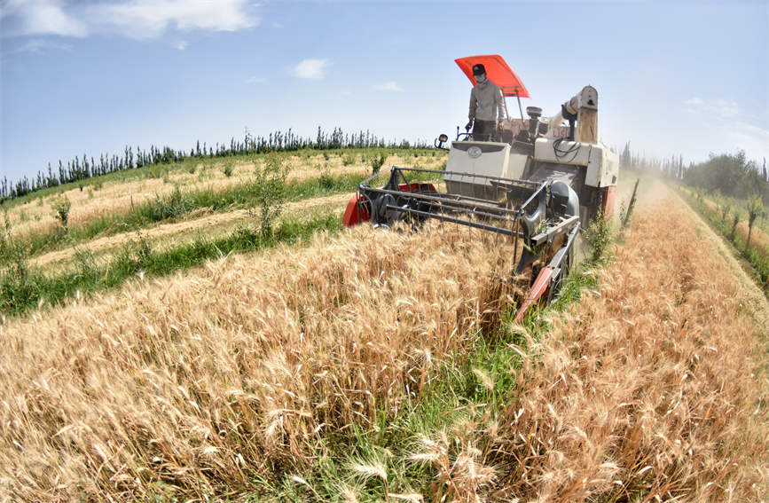 Xinjiang farmers busy reaping winter wheat with mechanized harvesters