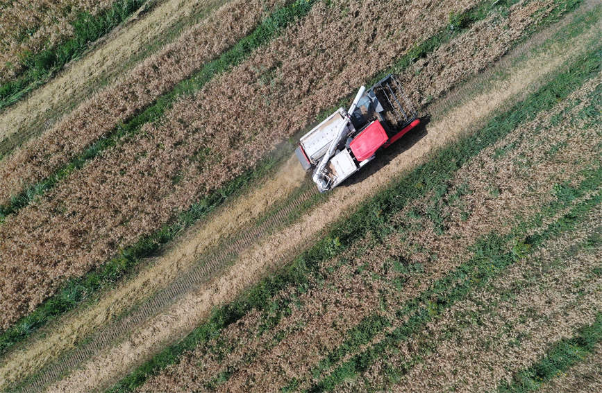 Xinjiang farmers busy reaping winter wheat with mechanized harvesters