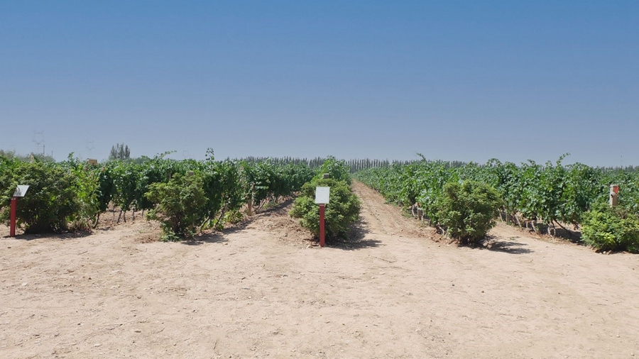 In pics: NW China’s Ningxia turns barren land into vineyards and wineries