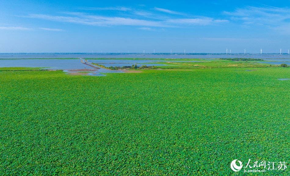 Egrets bathe in lake covered with blooming lotus flowers in E China’s Jiangsu