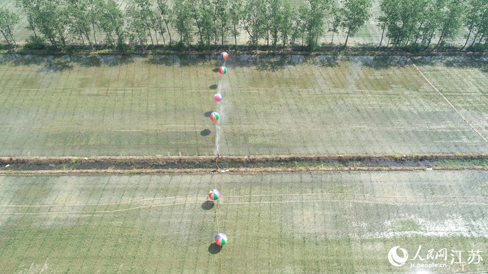 Rice farmers in E China’s Jiangsu spray chemicals onto farms with help of specially rigged hydrogen balloons