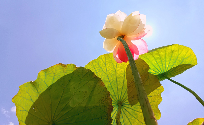 Rare lotus flower variety blooms to create poetic-like summertime vista in SW China’s Yunnan