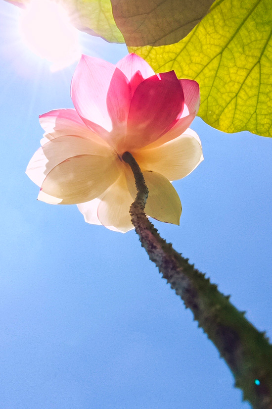 Rare lotus flower variety blooms to create poetic-like summertime vista in SW China’s Yunnan