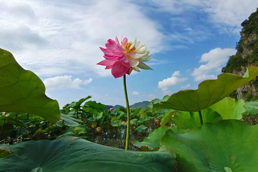 Rare lotus flower variety blooms to create poetic-like summertime vista in SW China’s Yunnan