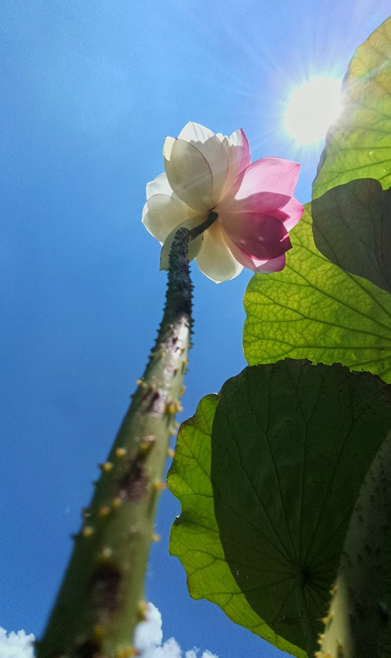 Rare lotus flower variety blooms to create poetic-like summertime vista in SW China’s Yunnan