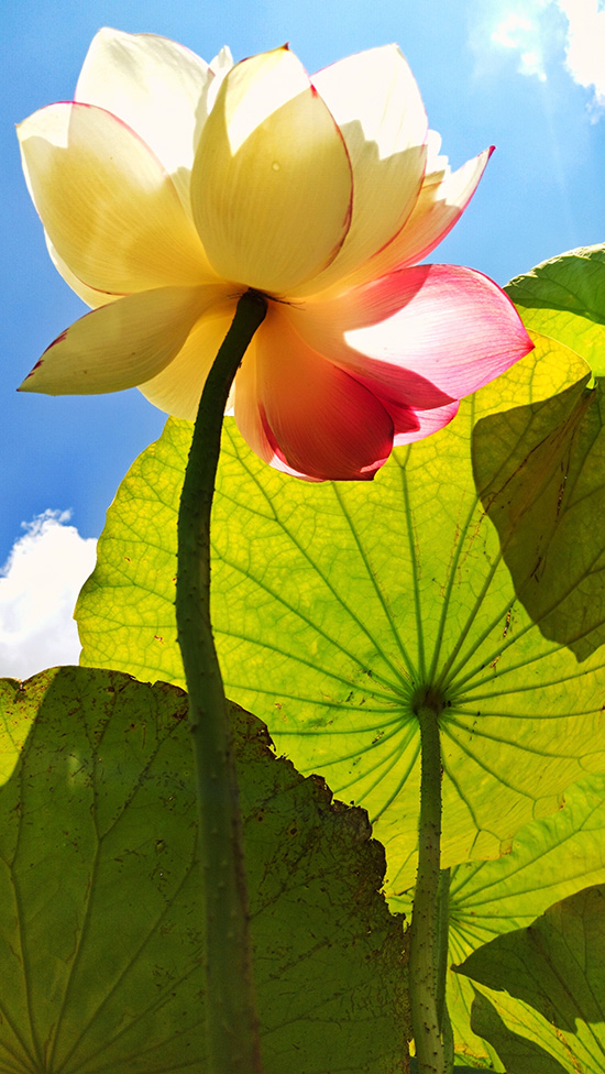 Rare lotus flower variety blooms to create poetic-like summertime vista in SW China’s Yunnan