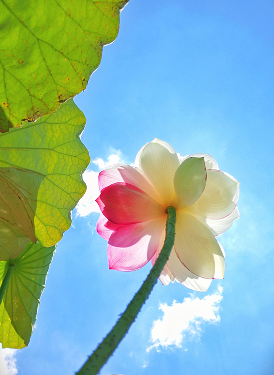 Rare lotus flower variety blooms to create poetic-like summertime vista in SW China’s Yunnan