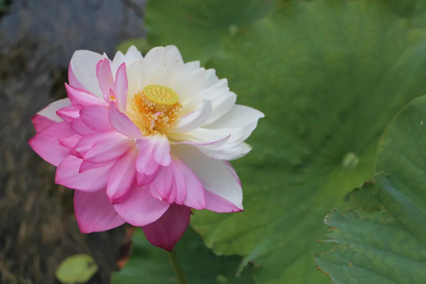 Rare lotus flower variety blooms to create poetic-like summertime vista in SW China’s Yunnan