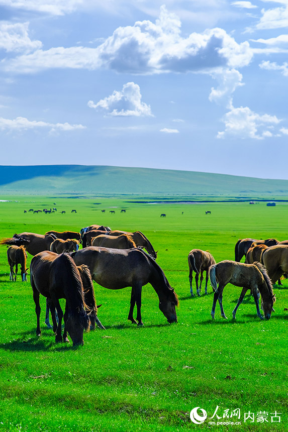 Picturesque summer scenery of Hulun Buir Grassland in N China’s Inner Mongolia