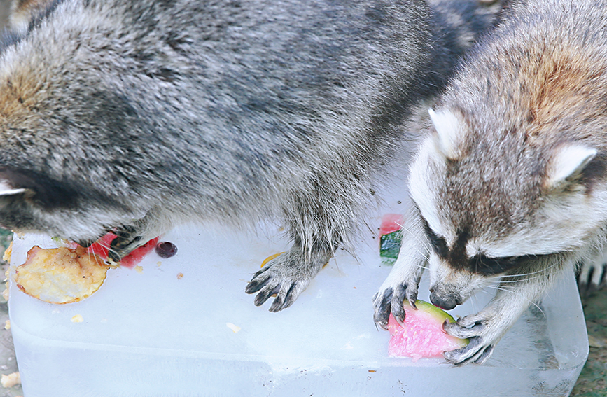 Animals in Tianjin Zoo find ways to beat summer heat