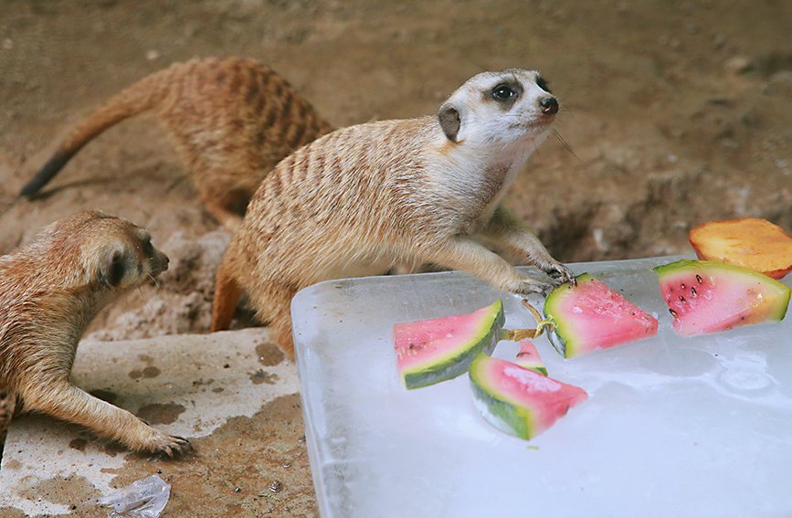 Animals in Tianjin Zoo find ways to beat summer heat