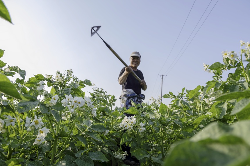 Beidahuang in NE China goes all out to manage crops in hopes of a bumper harvest