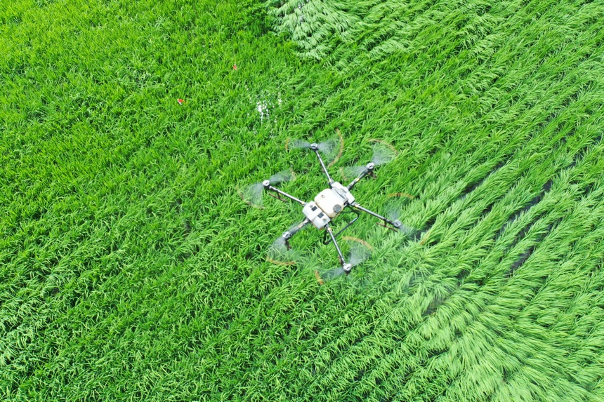 Beidahuang in NE China goes all out to manage crops in hopes of a bumper harvest