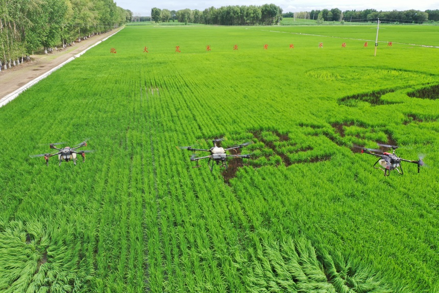 Beidahuang in NE China goes all out to manage crops in hopes of a bumper harvest