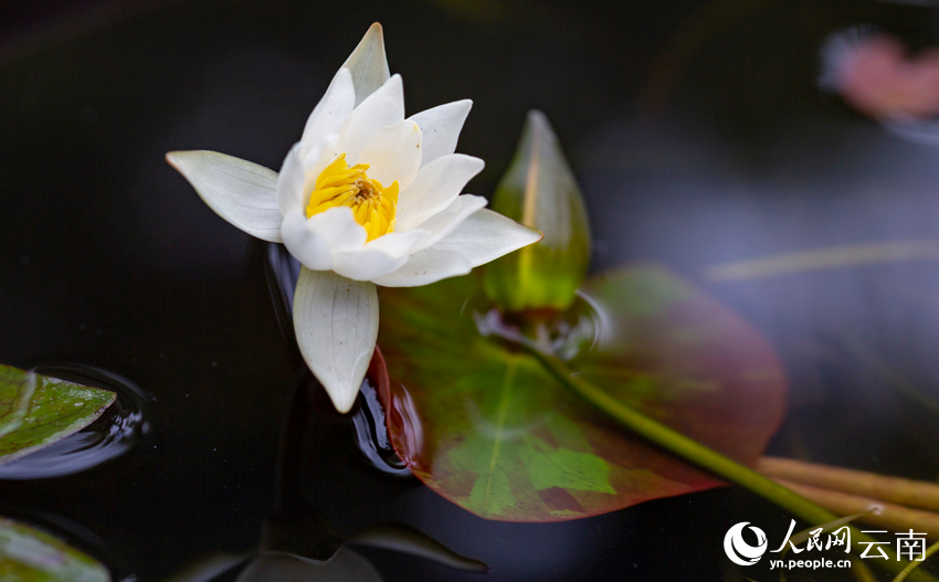 Endangered pygmy water-lilies bloom in SW China’s Yunnan