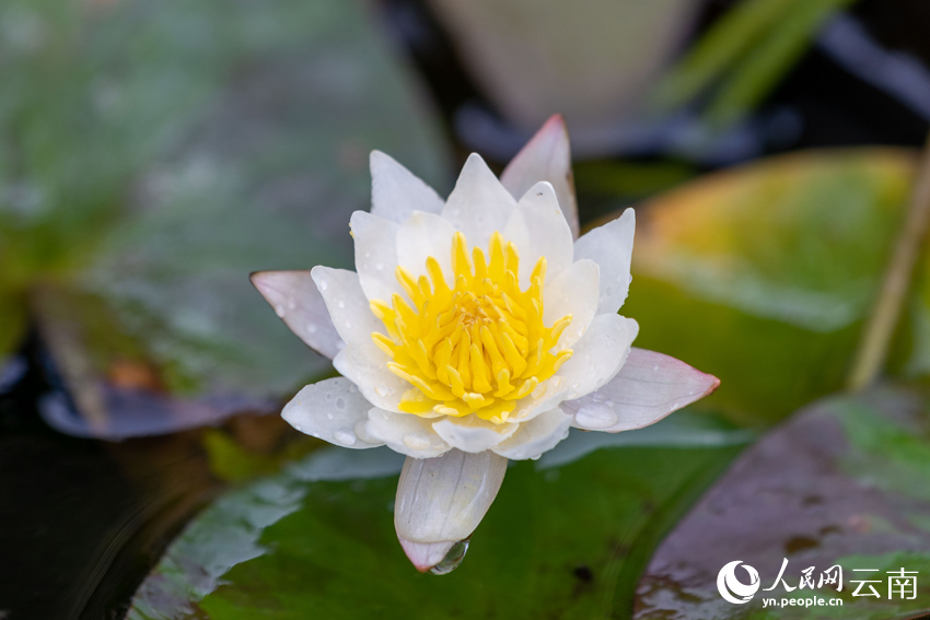 Endangered pygmy water-lilies bloom in SW China’s Yunnan