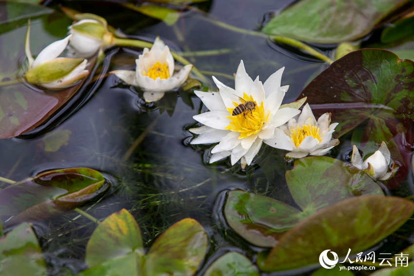 Endangered pygmy water-lilies bloom in SW China’s Yunnan