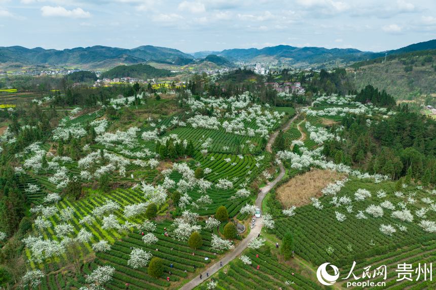 Local villagers in SW China’s Guizhou busy picking tea leaves