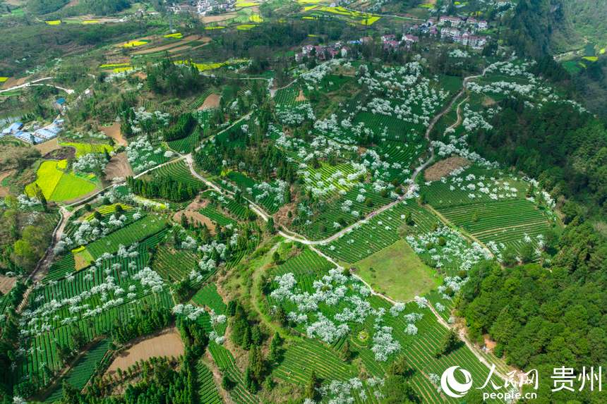 Local villagers in SW China’s Guizhou busy picking tea leaves