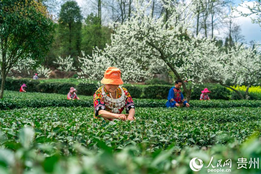 Local villagers in SW China’s Guizhou busy picking tea leaves