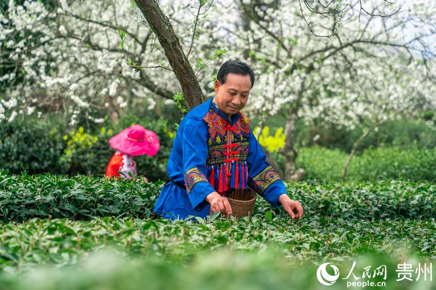 Local villagers in SW China’s Guizhou busy picking tea leaves