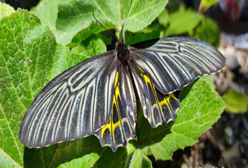 “Most beautiful butterfly in the world” discovered in Shennongjia, central China’s Hubei