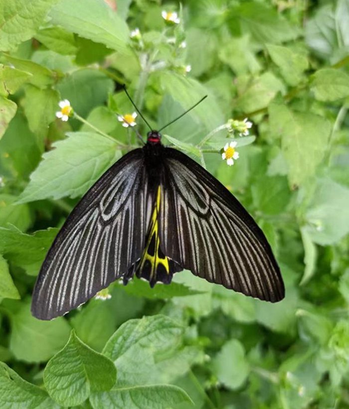 “Most beautiful butterfly in the world” discovered in Shennongjia, central China’s Hubei