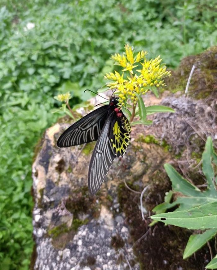 “Most beautiful butterfly in the world” discovered in Shennongjia, central China’s Hubei