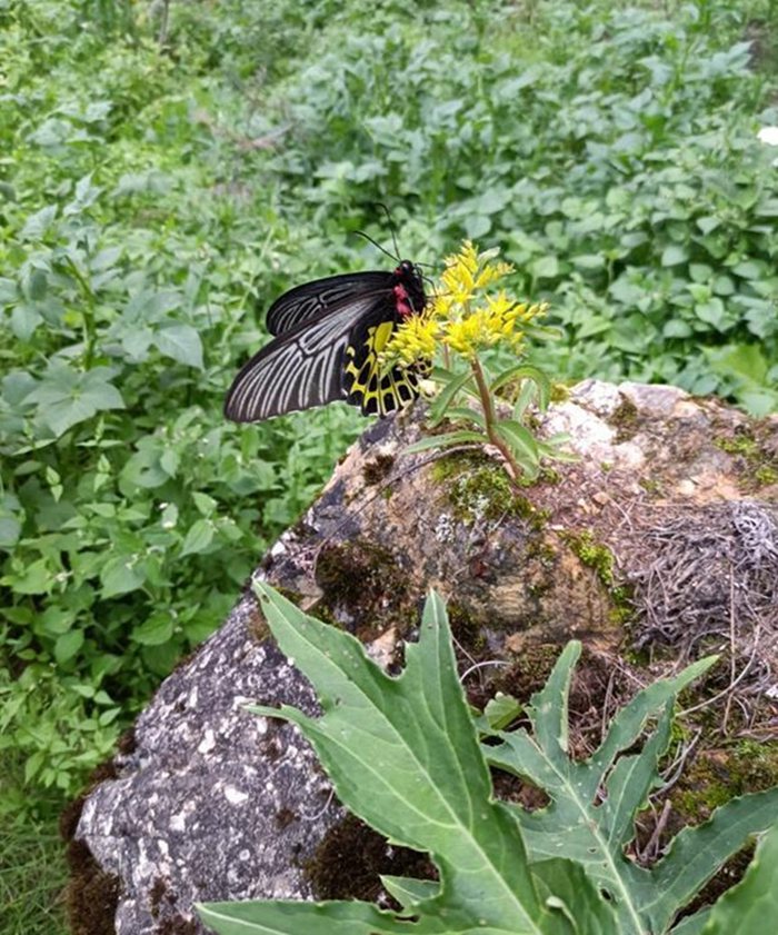 “Most beautiful butterfly in the world” discovered in Shennongjia, central China’s Hubei