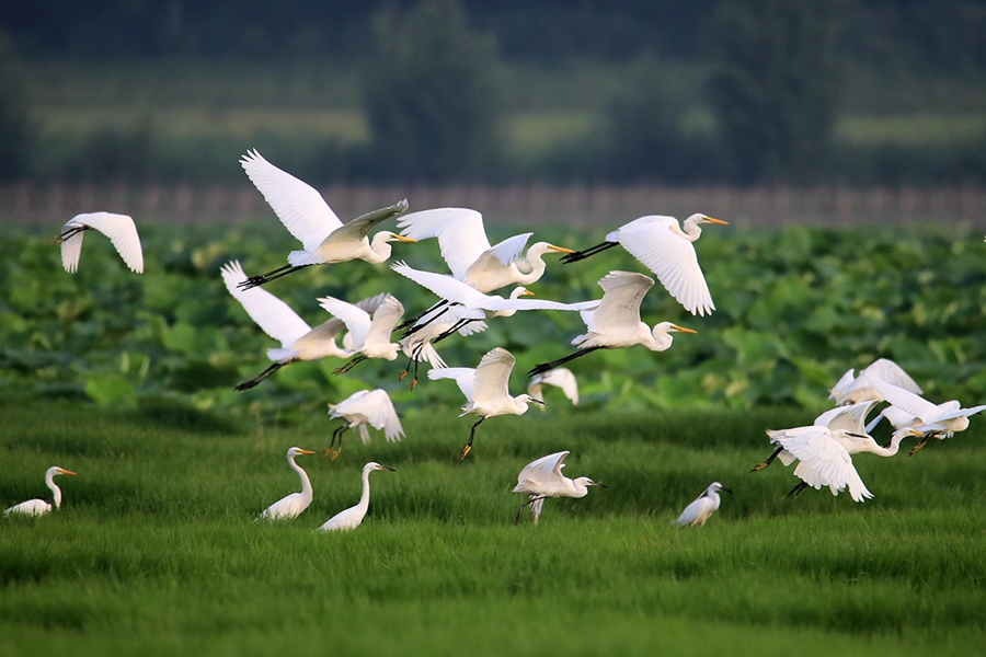 In pics: Flock of egrets spotted at Yellow River wetland in north China’s Shanxi