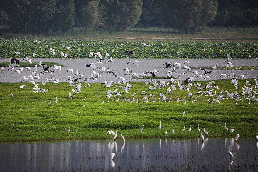 In pics: Flock of egrets spotted at Yellow River wetland in north China’s Shanxi