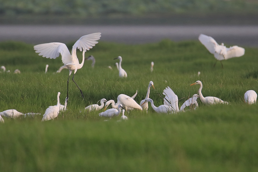 In pics: Flock of egrets spotted at Yellow River wetland in north China’s Shanxi