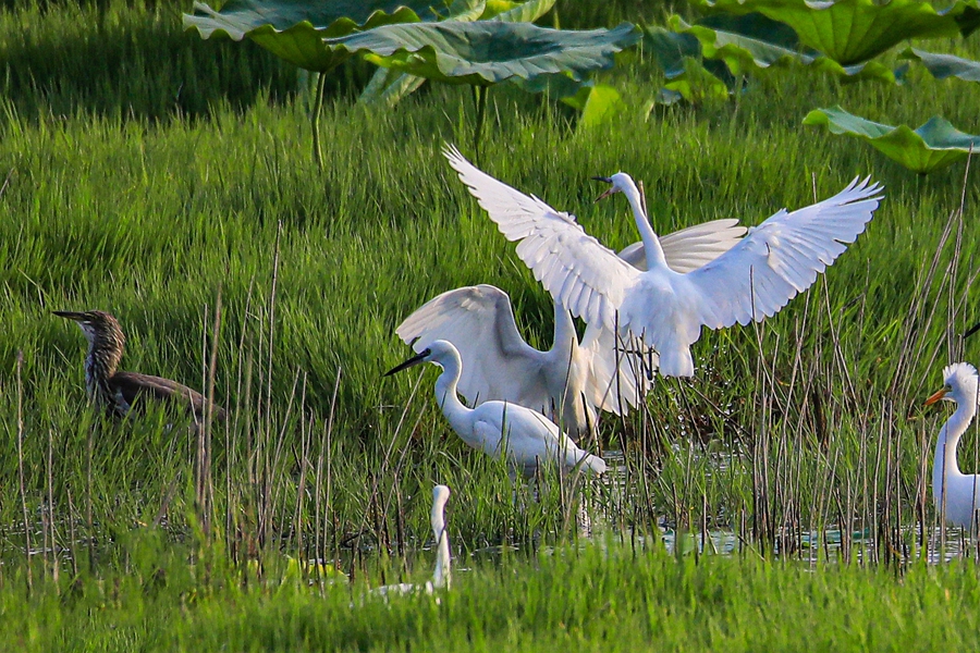 In pics: Flock of egrets spotted at Yellow River wetland in north China’s Shanxi