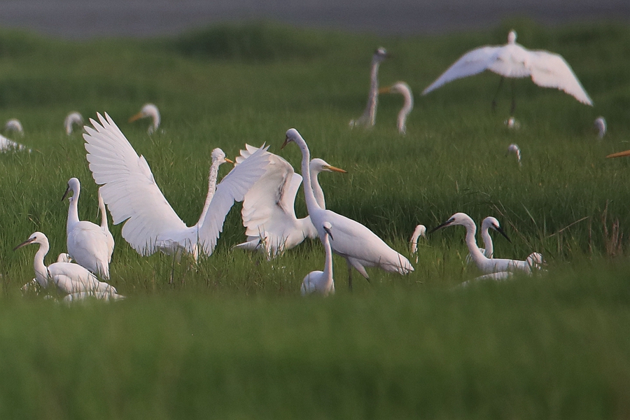 In pics: Flock of egrets spotted at Yellow River wetland in north China’s Shanxi